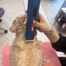 산두로펫살롱 이미지