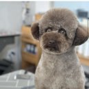 오구오구 펫살롱 이미지