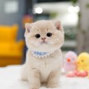 아띠캣 | 잠실브리티쉬숏헤어분양 아띠캣에서 만난 우리의 새로운 가족