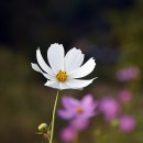 두촌초등학교 이미지