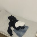 네덜란드 암스테르담 (1)