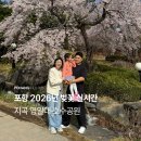 효곡동행정복지센터 | 2026 실시간 지곡 영일대 호수공원 벚꽃 효곡동 행정복지센터 버스정류장 개화상황