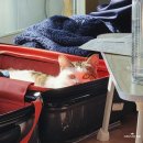 두찜 아산배방점 이미지