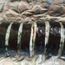 요담이김밥 이미지