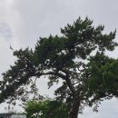 고산윤선도유물전시관(휴관) | 고산 윤선도 詩歌에 나타난 자연생태적 삶과 한국적 서정성의 이어짐 연구 -윤선도 문학 현장 탐방 결과...