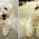 테리몽하우스 이미지