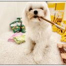 일산애견호텔 강아지유치원 맘바이일산점 이미지