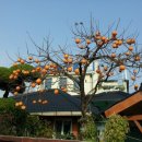 감나무 민박 이미지