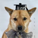 댕댕이 보호구역 이미지