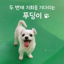 동물보육원 용인지부 이미지