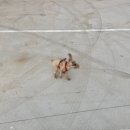 원할머니보쌈족발파주 이미지