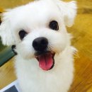 왈왈애견미용샵 이미지