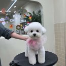 댕요일