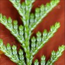 조경기능사(실기) 이미지