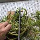 이완기농장 이미지