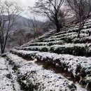 하동군 화개면 녹차밭에 눈이 소복히 내렸어요. 우총님들 보시고 힐링하세요~~~^^ 이미지