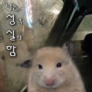 용성약국 | 다낭일기