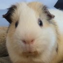 Kona &amp; Suba Guinea Pigs7 이미지
