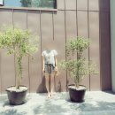프롭비 한의원 체형교정 프로그램 후기 (내돈 내산)
