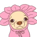 토리요시 네이버블로그