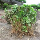 내서읍1171 이미지