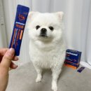 SP플러스 | 펫쏘몰 강아지 프로바이오틱스 라이브 플러스 후기｜장건강·변비·설사 케어까지 한 번에!
