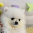 도그마루 강아지고양이 의정부노원점 이미지