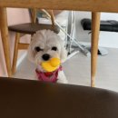 포그니유치원 이미지