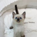 강서고양이분양 나비캣 이미지