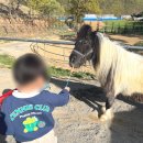 칠곡승마장 | 칠곡양떼목장 승마 체험·먹이주기 체험…대구 근교 아이와 가 볼 만한 곳(이용 꿀팁 정리)