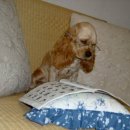 당구풍월 이미지