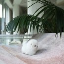 바닐라 퍼피 이미지