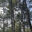 호명산잣나무숲캠핑장 이미지