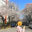 삼익비치아파트  노동조합 | 부산 벚꽃 개화시기 명소 추천 남천동 삼익비치 벚꽃길 후기
