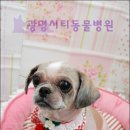 광명시티동물병원 이미지