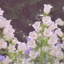 해피바스켓 이미지