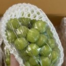 푸른들농장 | 고당도 김천 샤인머스켓 필립프룻 택배 주문 내돈내산 후기