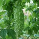 여주-0055 Daum카페