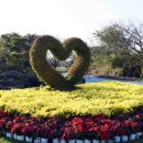 코스모스드림 이미지