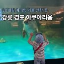 (주)유 강릉지점 | 강릉 경포아쿠아리움ㅣ30개월 아기와 두 번 다녀온 후기