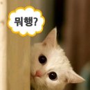 헐 이미지