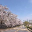 행복한 나를 만나는 시간, 발레 | 34주차 임산부 일상(아기맞이 집청소, 집밥 챙겨먹기, 발레 공연, 취미발레)