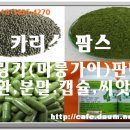 카리스팜스