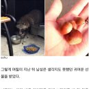 배고픈 너구리에게 사료 줬더니 &#39;알밤&#39; 두 개 놓고 갔네요 이미지