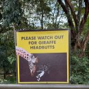 기린 생활공원 | 아프리카 신혼여행｜기린과의 만남, 기린 센터에서 보낸 동화같은 시간