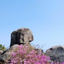 부산23산우회 4월 벗꽃길 나들이/장산.송정.황령산 이미지