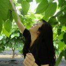 삭개오와뽕나무 이미지