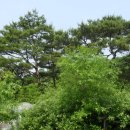 바람개비 이미지