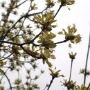 봄날오다 이미지