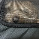 용문동물병원 | 강아지 피지낭종 제거 수술 &amp; 첫 스케일링 후기 (+ 강아지 덴탈껌 추천)